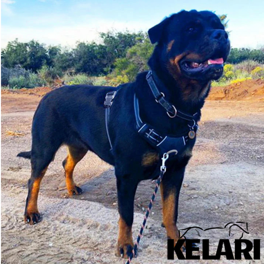 Szelki dla psa z uchwytem – BEZ CIĄGNIĘCIA - Kelari™