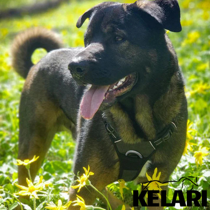 Szelki dla psa z uchwytem – BEZ CIĄGNIĘCIA - Kelari™